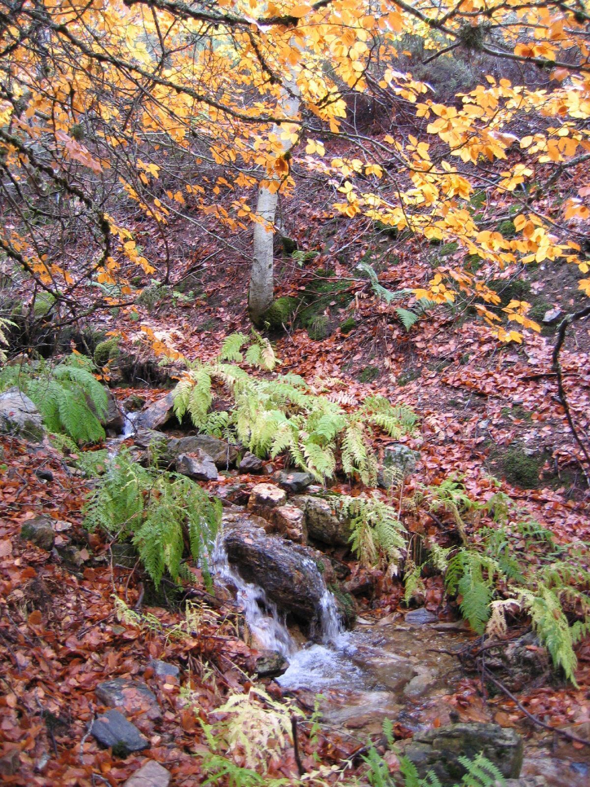A forest stream with rocks and ferns, surrounded by autumn leaves.