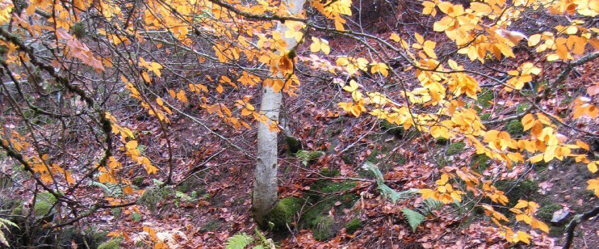 A forest stream with rocks and ferns, surrounded by autumn leaves.