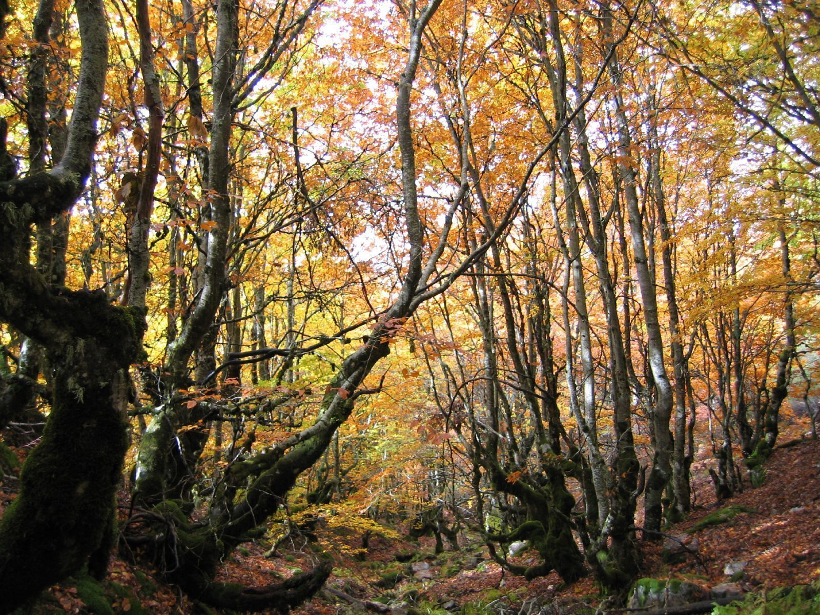 Hayedo de la Pedrosa, Segovia