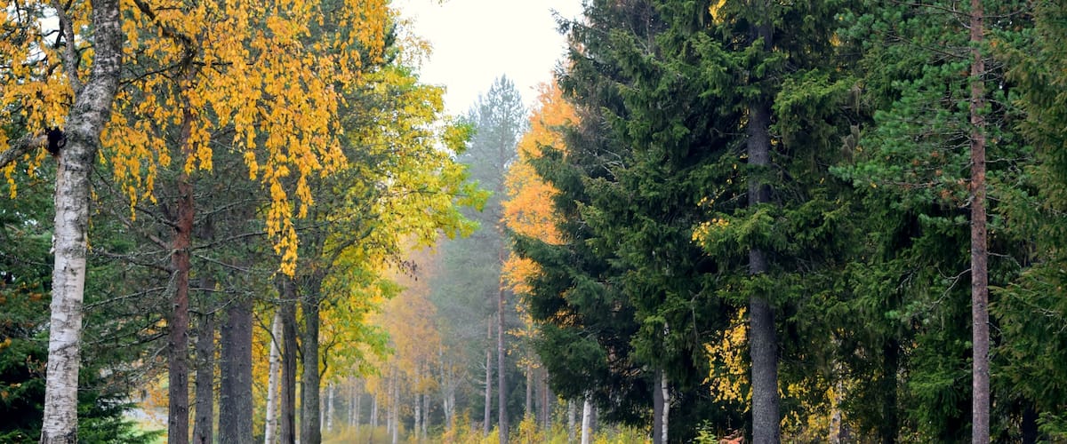 A forest road with yellow leaves and green trees.