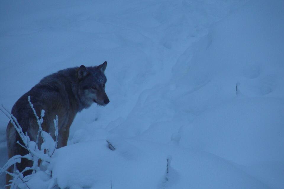 Un lobo en un paisaje nevado.
