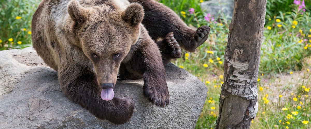 brown bear in Finish Lapland