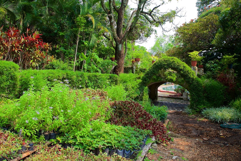 Un exuberante jardín con un arco de piedra, diversas plantas y un sendero.
