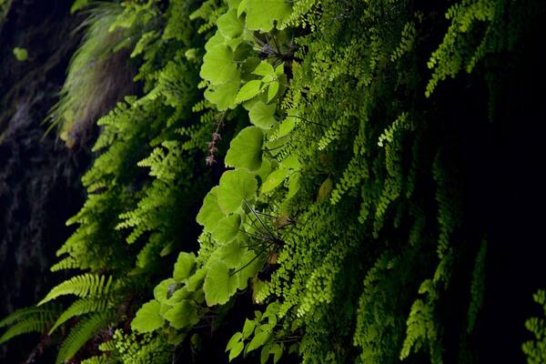 Tepozteco Pyramid showing forests