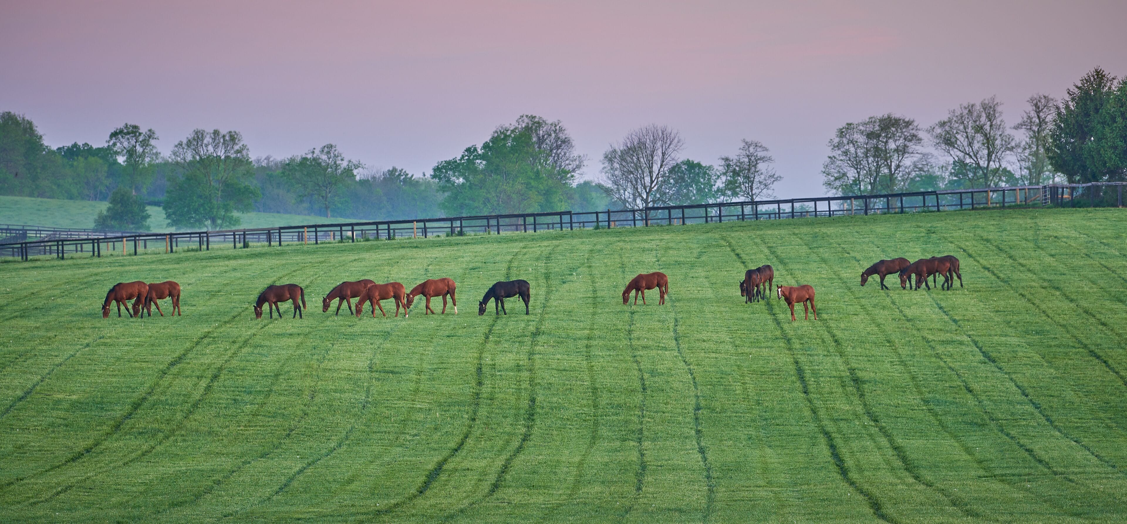 Thoroughbred Horses grazing in the bluegrass region of Kentucky early morning.
