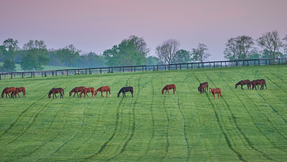 Thoroughbred Horses grazing in the bluegrass region of Kentucky early morning.