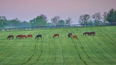 Thoroughbred Horses grazing in the bluegrass region of Kentucky early morning.