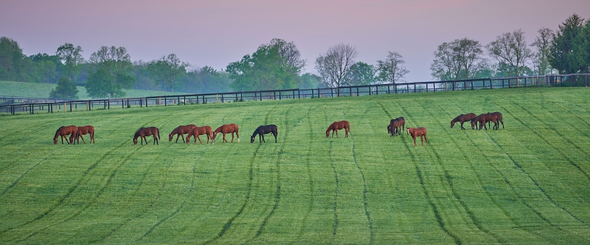 A herd of horses grazing on a lush green hillside with a wooden fence in the background.
