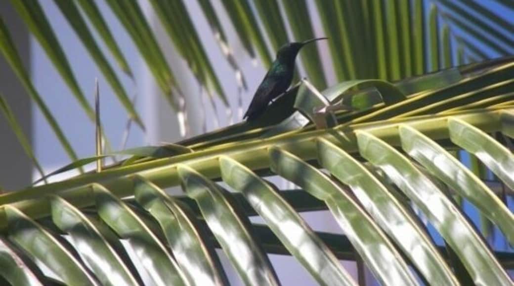 #LifeAtExpedia
#hummingbirds #barbados
I spotted this beautiful humming bird on my vacation in Barbados while enjoying my morning breakfast. Barbados is a great place to enjoy the sandy beaches, windsurfing and exploring the wildlife available at your fingertips - a true paradise destination.