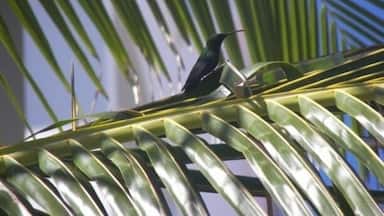 #LifeAtExpedia
#hummingbirds #barbados
I spotted this beautiful humming bird on my vacation in Barbados while enjoying my morning breakfast. Barbados is a great place to enjoy the sandy beaches, windsurfing and exploring the wildlife available at your fingertips - a true paradise destination.