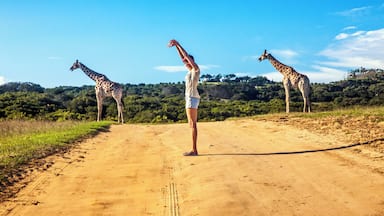 Ein Feldweg mit Giraffen und einer Person in der Mitte.