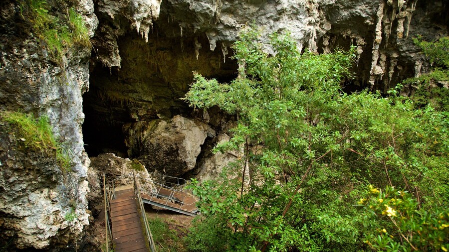 Mammoth Cave showing caves and forest scenes