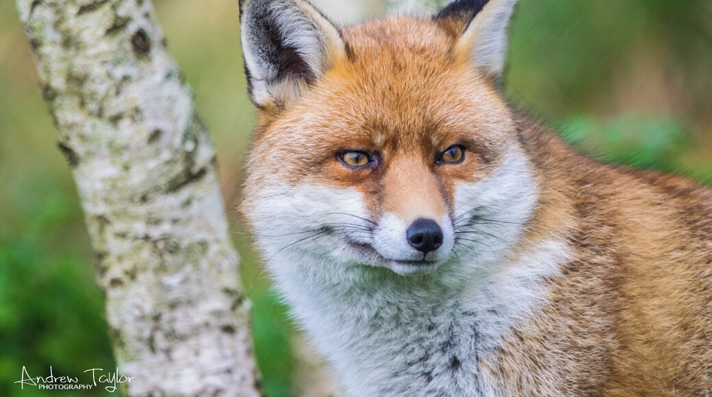 The British Wildlife Centre has some great wildlife there , good if you like snapping . Some of the wildlife they have on site includes , otters , foxes , wildcats , red squirrels , owls , pine martens , deer .... and so much more .