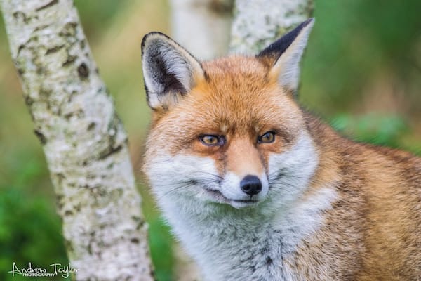 The British Wildlife Centre has some great wildlife there , good if you like snapping . Some of the wildlife they have on site includes , otters , foxes , wildcats , red squirrels , owls , pine martens , deer .... and so much more .