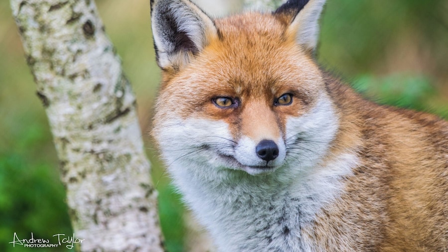 The British Wildlife Centre has some great wildlife there , good if you like snapping . Some of the wildlife they have on site includes , otters , foxes , wildcats , red squirrels , owls , pine martens , deer .... and so much more .