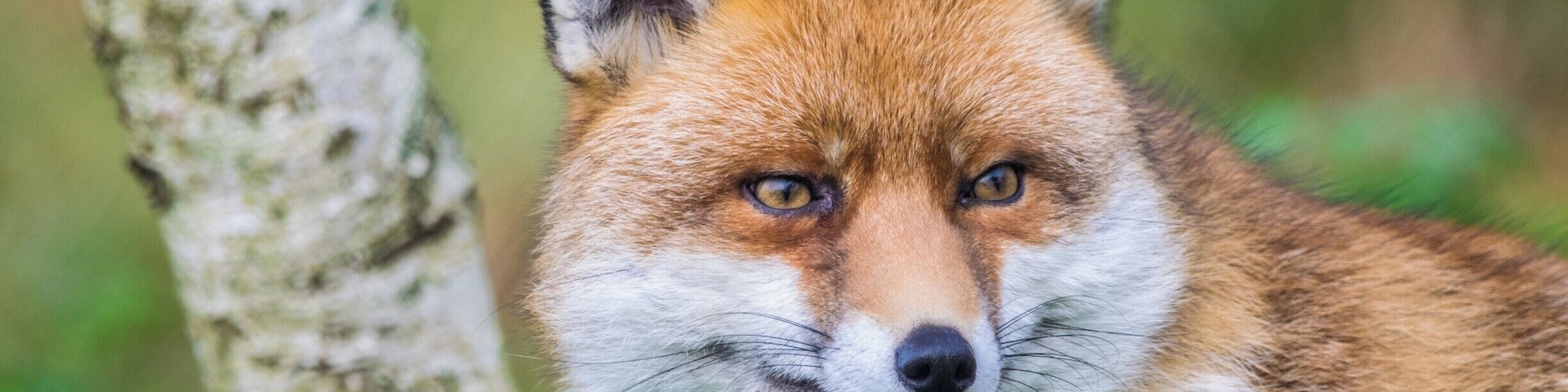 The British Wildlife Centre has some great wildlife there , good if you like snapping . Some of the wildlife they have on site includes , otters , foxes , wildcats , red squirrels , owls , pine martens , deer .... and so much more .