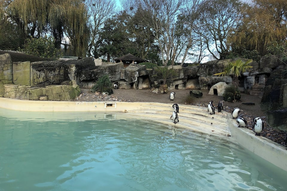 A zoo enclosure with penguins near a pool and rocky terrain.