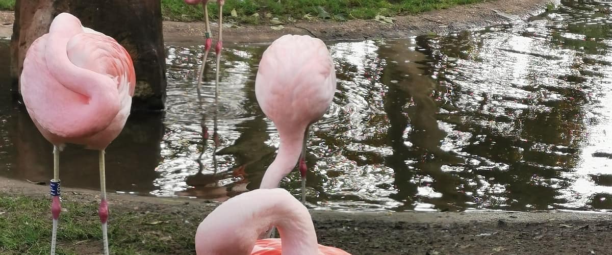 Flamingo