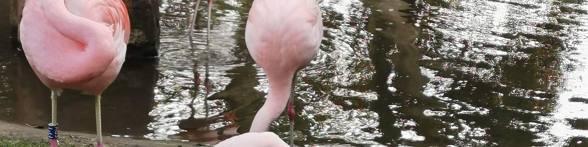 Flamingo
