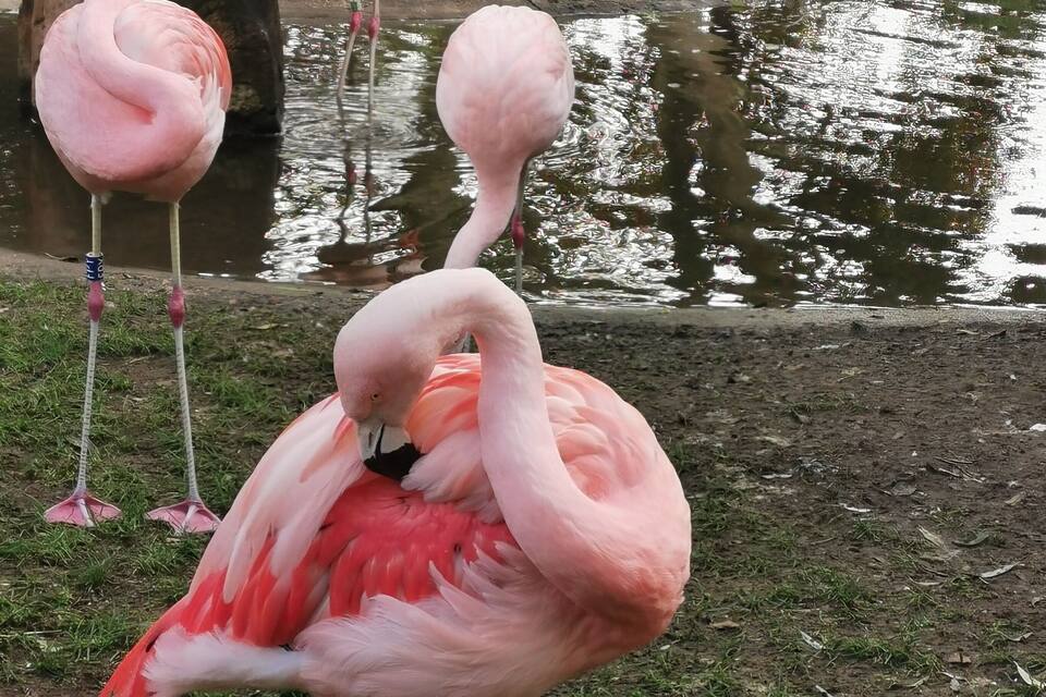 A group of flamingos standing by a pond with green grass and a wooden structure in the background.