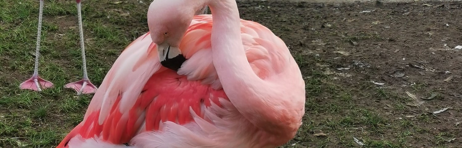 Flamingo