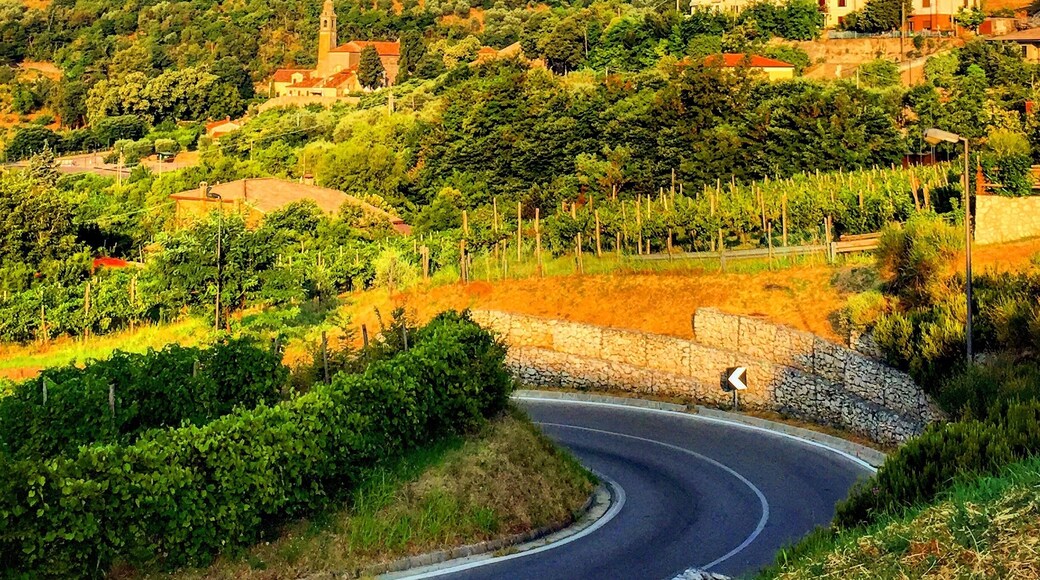 This is Arquà Petrarca countryside. A beautiful small village on the south-east side of the Euganean Hills. Very romantic❤️❤️❤️