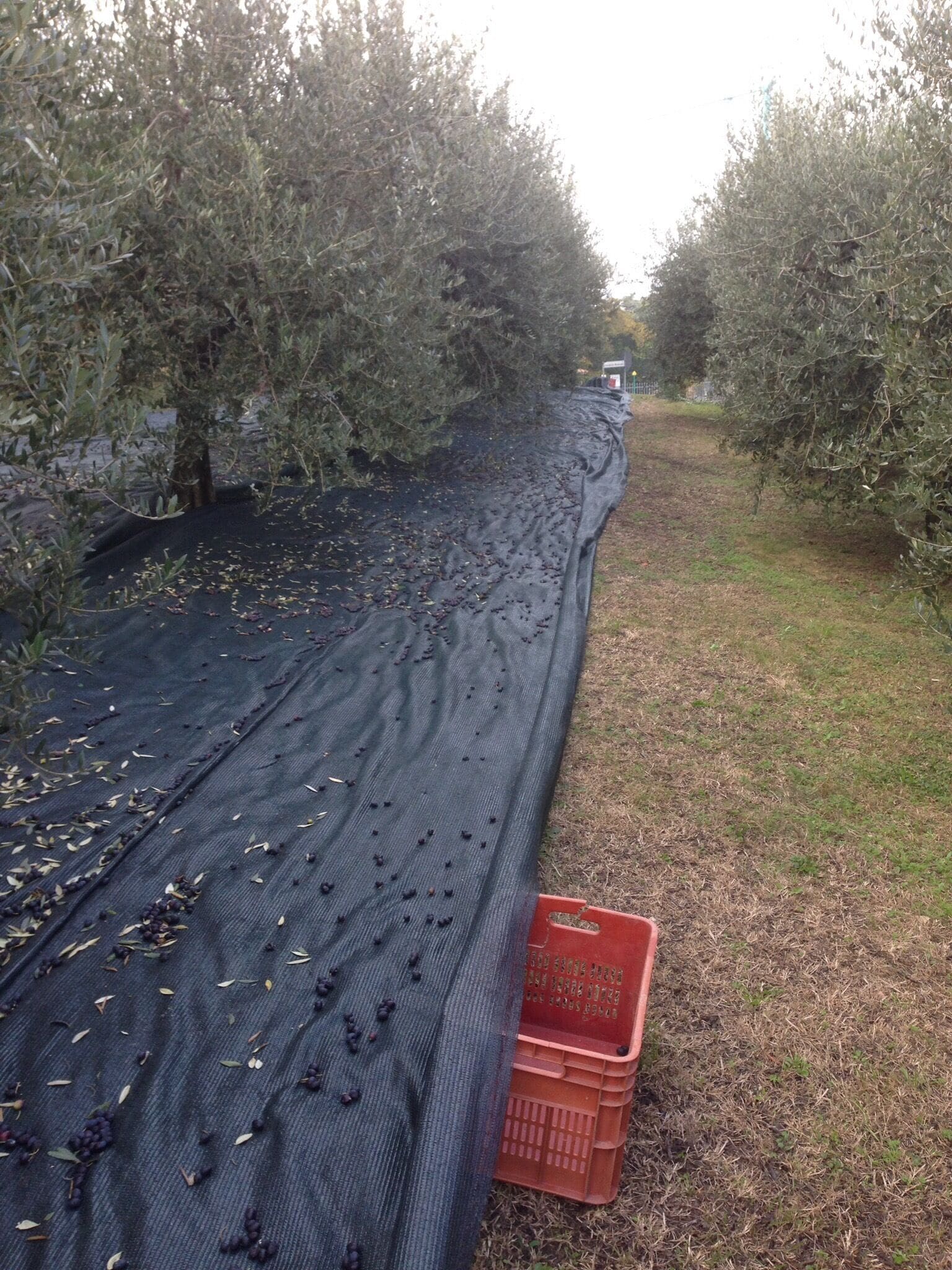 Picking olives for olive oil extravergine #italy #collieuganei #treetrover #Outdoors