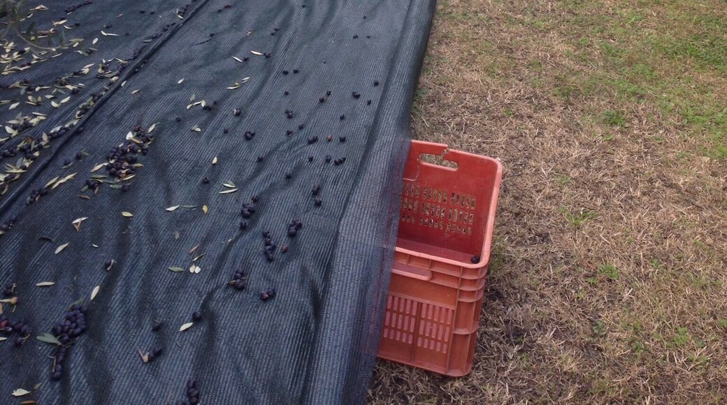 Picking olives for olive oil extravergine #italy #collieuganei #treetrover #Outdoors