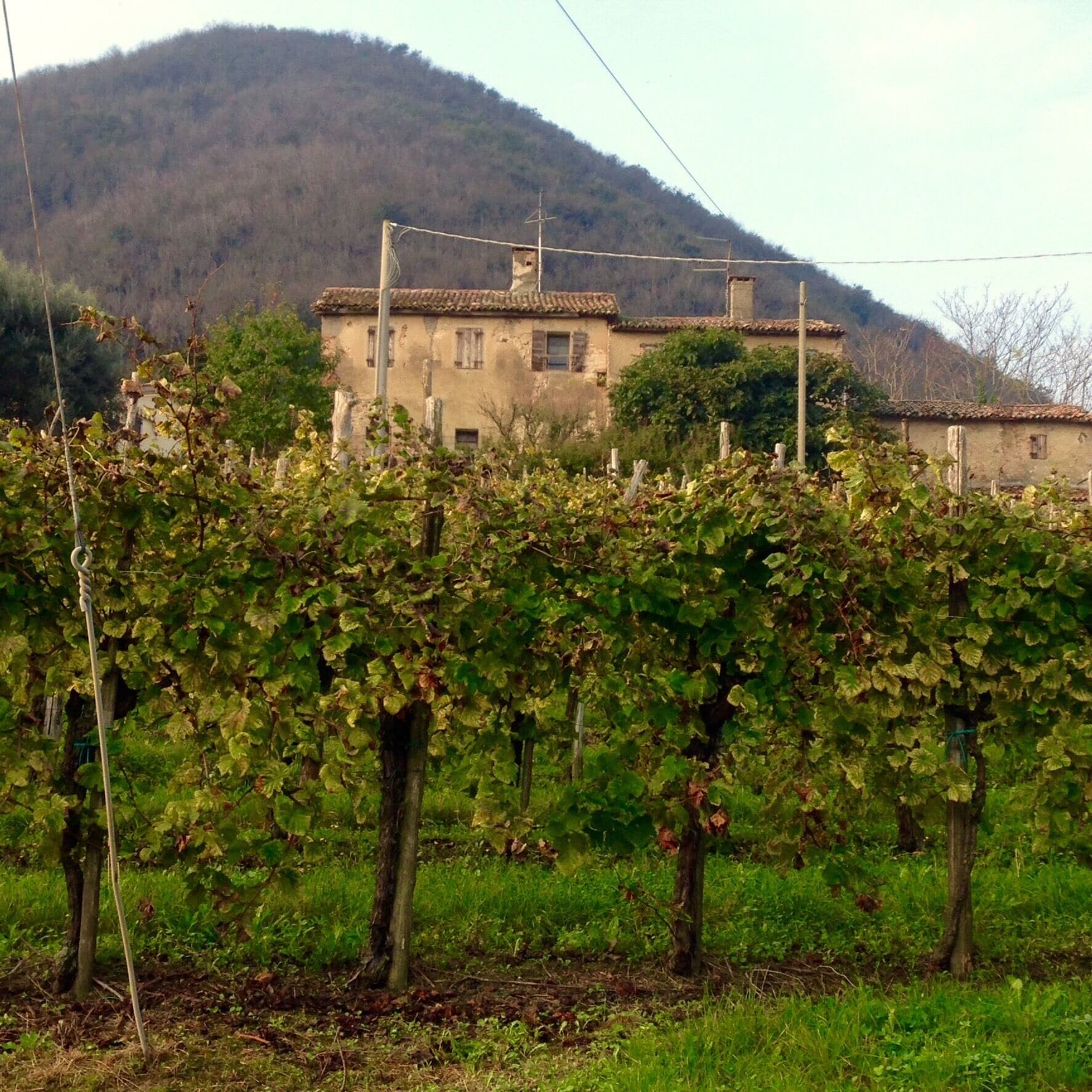Surrounding area near Trattoria Monticello #Abandoned country house
