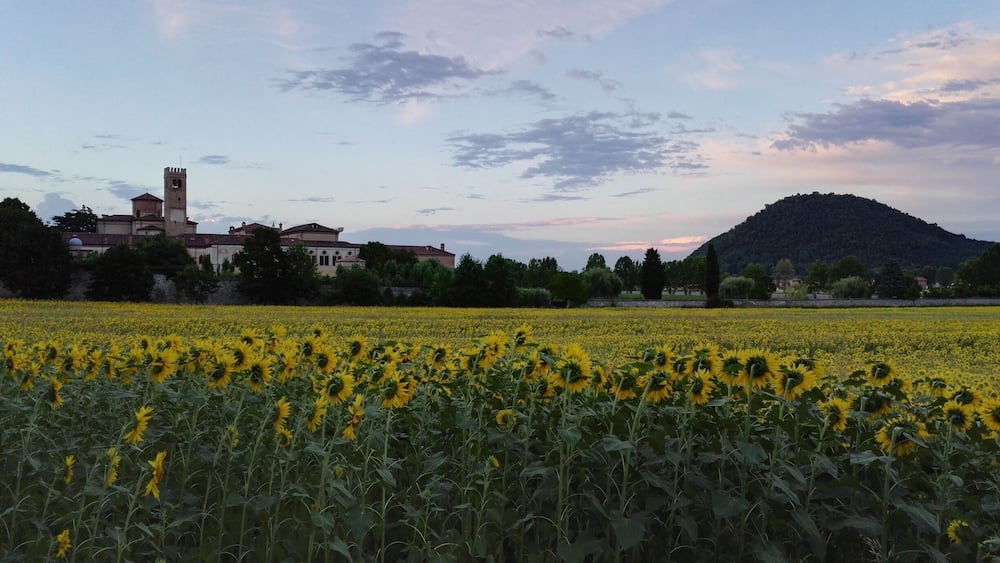 A sunflower field, a hill, and a building with a tower.