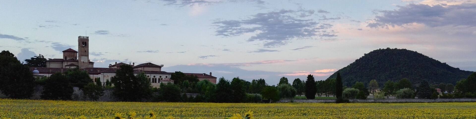 Sunflower at sunset - Abbazia di Praglia close to Abano Terme