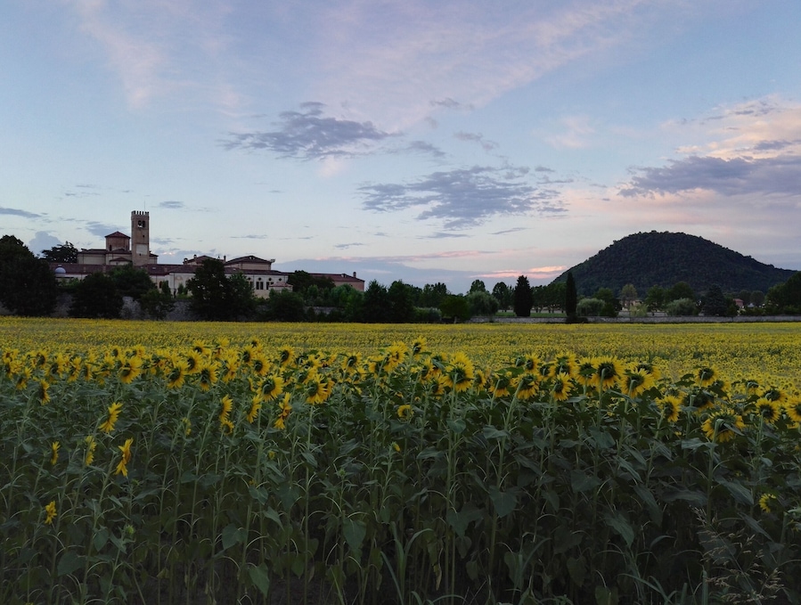 Sunflower at sunset - Abbazia di Praglia close to Abano Terme
