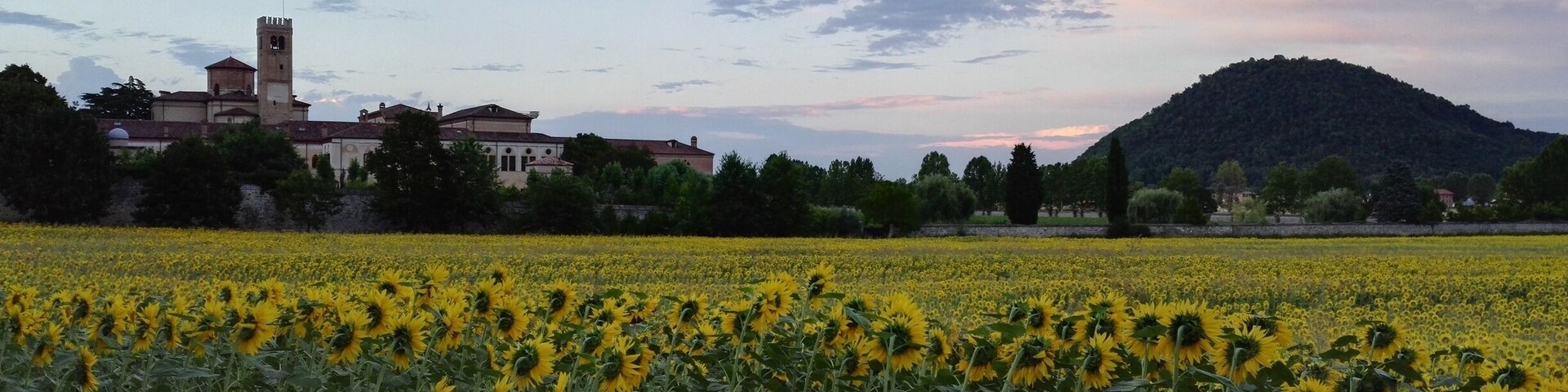 A sunflower field, a hill, and a building with a tower.