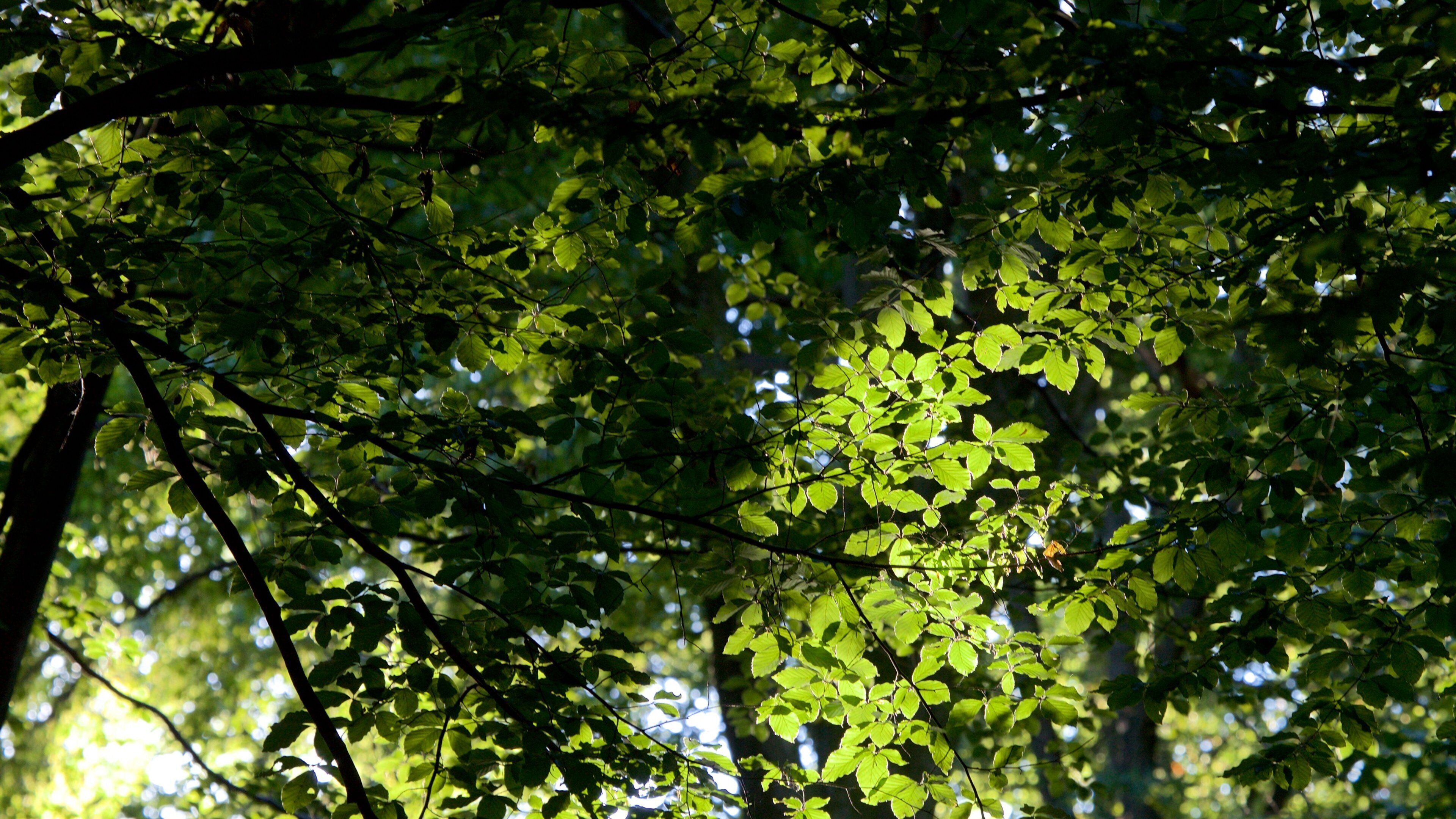 Eilenriede featuring a park