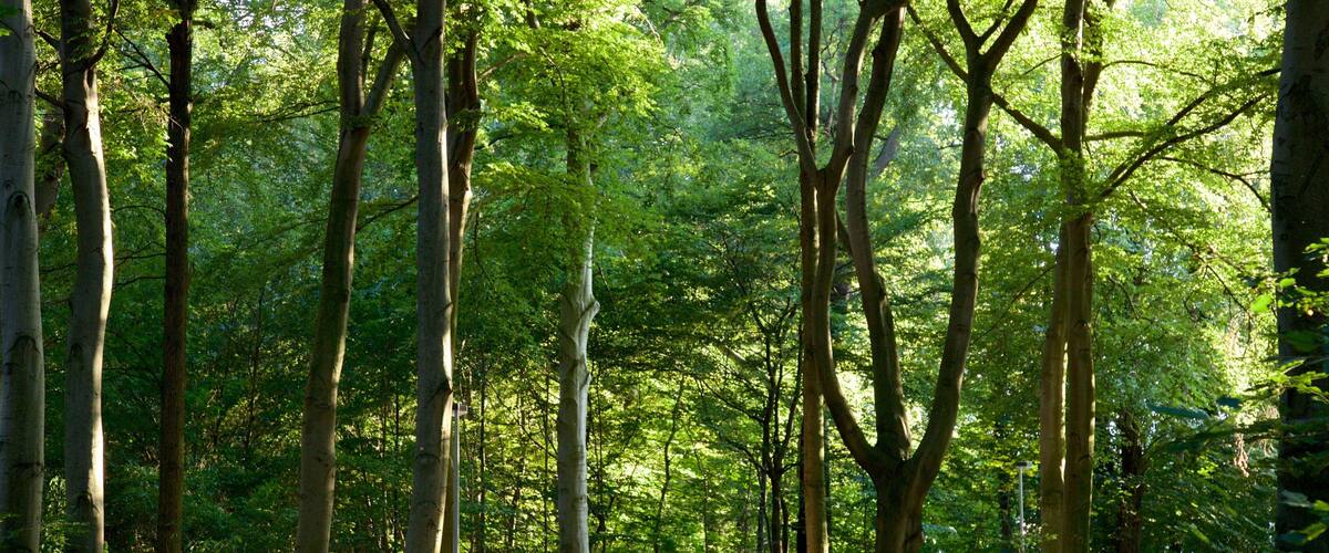 Eilenriede caracterizando um jardim