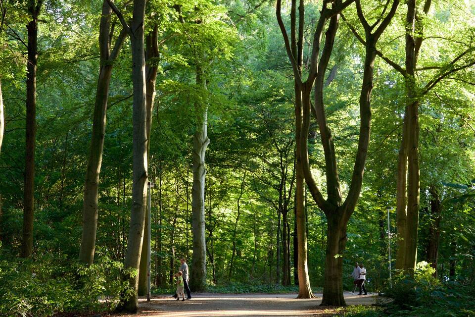 Een bebost pad met hoge bomen en een onverharde weg.