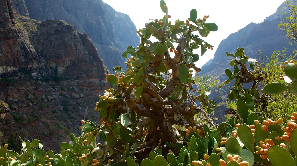 Masca fasiliteter samt blomster og fjell