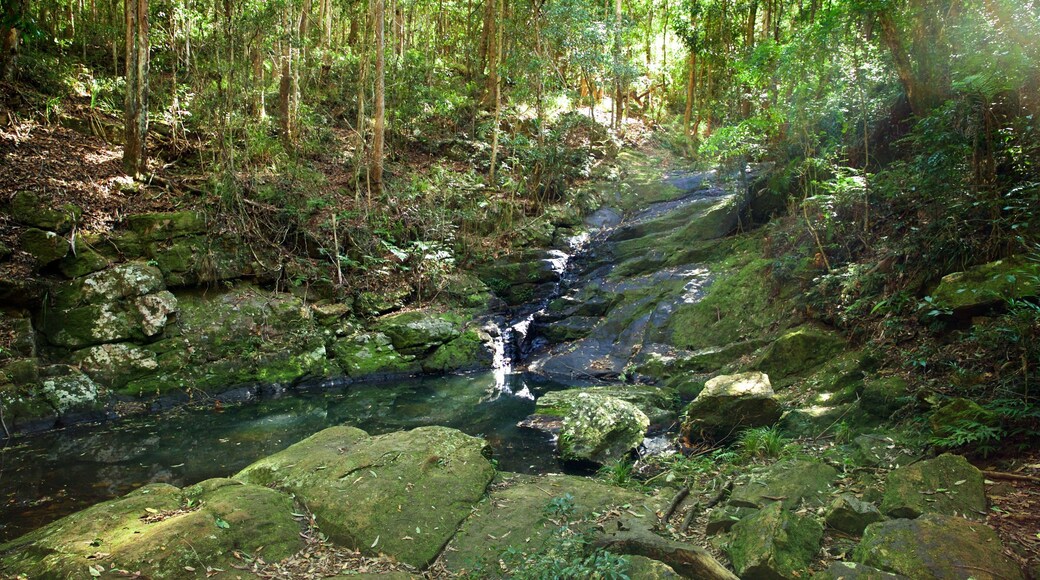 Kondalilla National Park