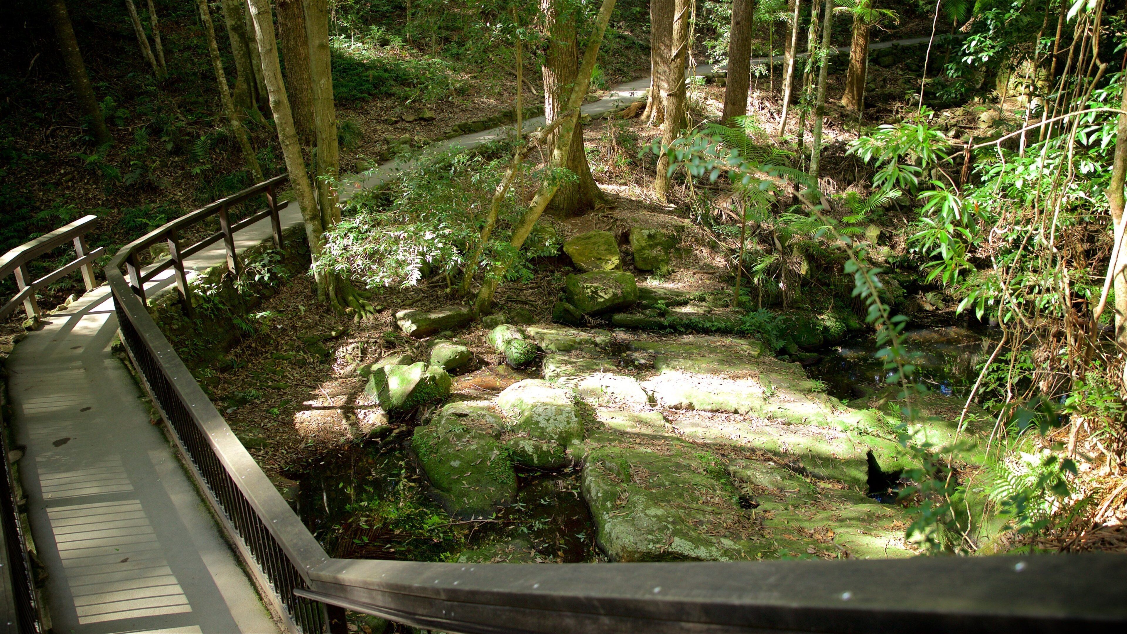 Kondalilla National Park