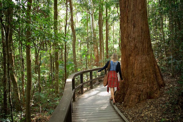 Une femme se promène sur une passerelle en bois qui traverse une forêt dense, où les arbres sont hauts et la végétation luxuriante.