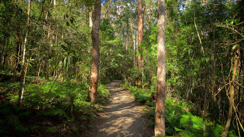 Uma trilha na floresta cercada por árvores altas e samambaias verdejantes.
