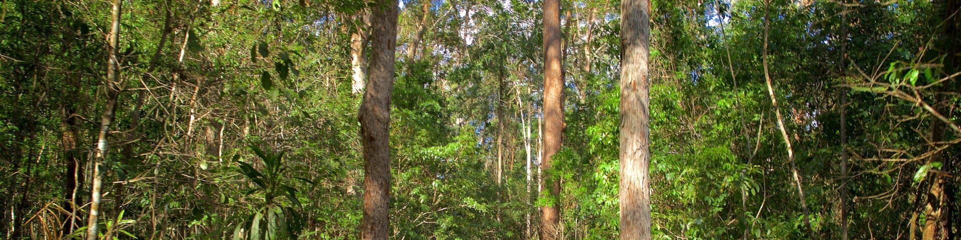 Kondalilla National Park