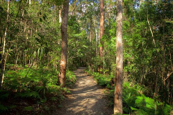 Kondalilla National Park