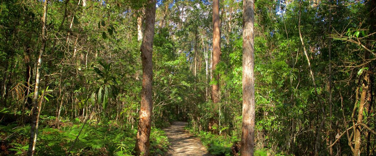 A forest path surrounded by tall trees and lush green ferns.