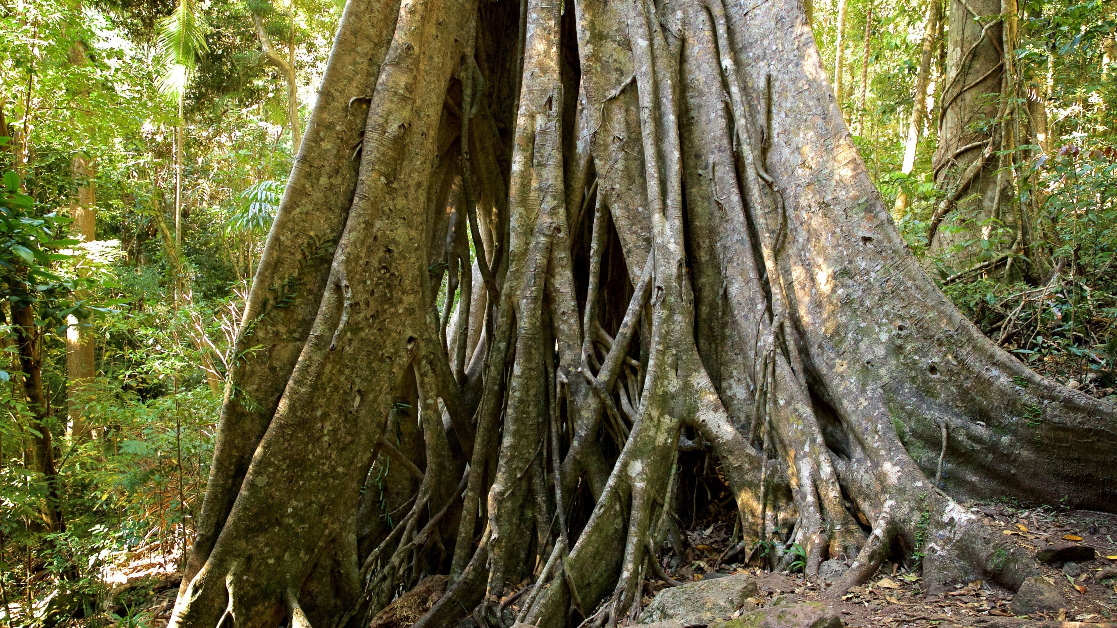 Kondalilla National Park