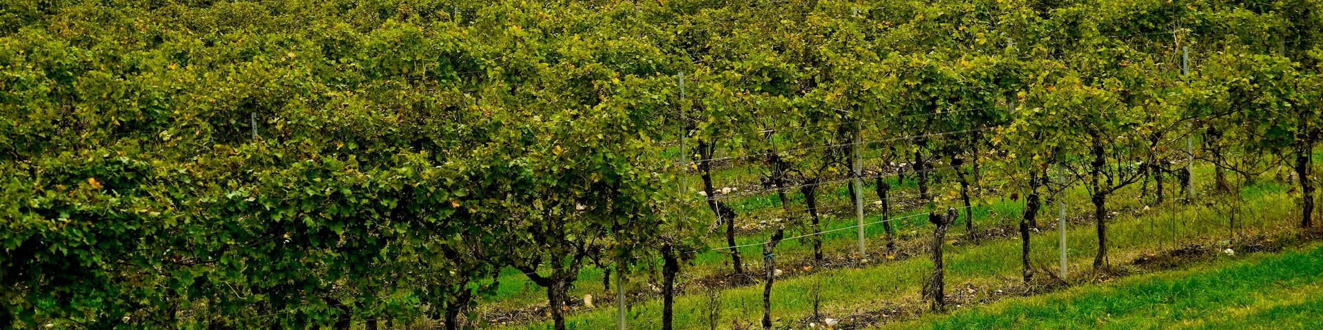 I vitigni della valle di Mezzane di Sotto in autunno , provincia di Verona. Veneto, Italia