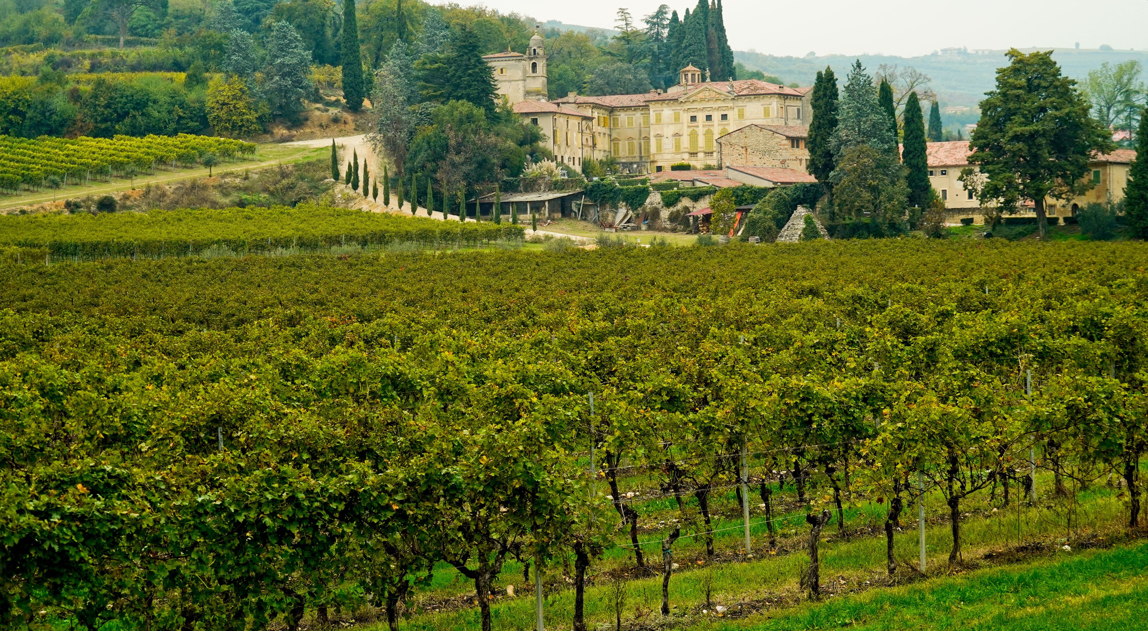 A vineyard with rows of grapevines and a historic building in the background.