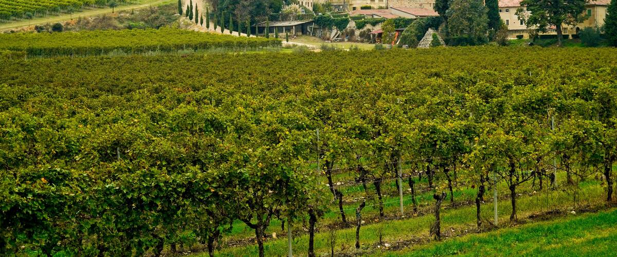 A vineyard with rows of grapevines and a historic building in the background.