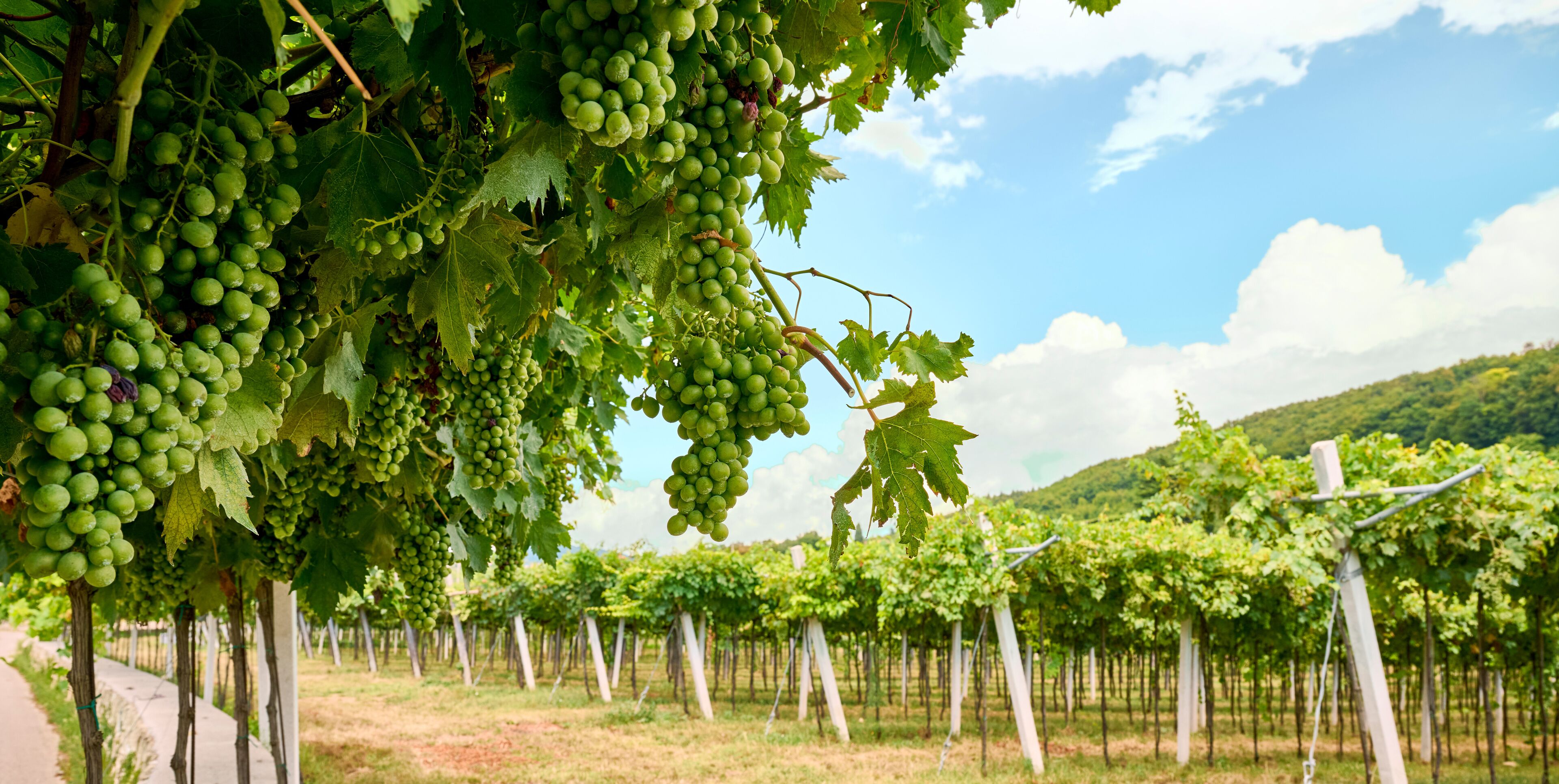 Marano di Valpolicella