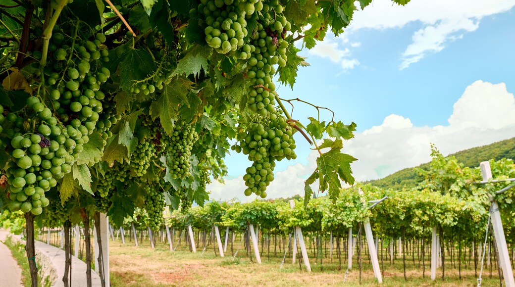 Marano di Valpolicella